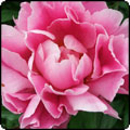 Pink Peony