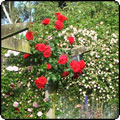 Climbing Roses