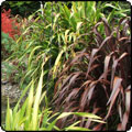 Phormiums by the Water