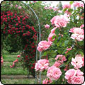 Pink Roses on Archways
