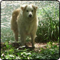 Dog By the Pond