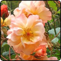 Climbing Rose Westerland