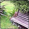 Garden Bench No. 1