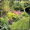 The Pond Border in Late Spring 