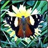 Butterfly on a Dandelion
