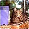 Sifter Cat in Pots