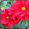 Garden Clubs & Societies