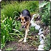  Garden Designer Dog 