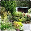 Garden Fence Roses