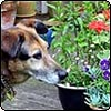  Garden News 