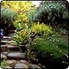  Garden Path Stone Ferns 