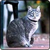 Garden Patio Cat