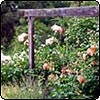Mixed Plantings In Jeremy's Border
