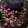 Garden Shed Roses