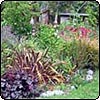  Rugosa Rose Garden 