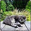Garden Table Cat