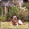  Stables Garden & Dog 