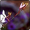  Gaura Flower 