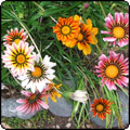 Gazanias
