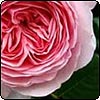 Geoff Hamilton Rose
