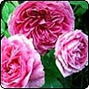  Gertrude Jekyll 