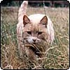 Ginger Cat