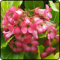Escallonias