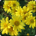 Yellow Mums (Chrysanthemums)