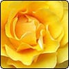 Golden Rose