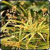  Umbrella Grass Seed Heads 