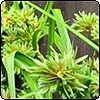 Ornamental Grass