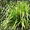 Green Astelia