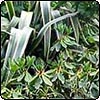 Middle Garden Plantings
