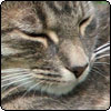  Lilli-Puss the Grey 