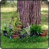 Jelly Bean Garden Borders
