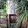 Cabbage Trees