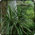  Cabbage Trees (Cordylines) 