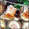 Firewood for Next Winter