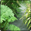 More Gunnera