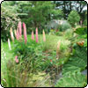 Gunnera in the Garden