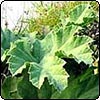 Baby Gunnera