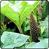 Gunnera by the Water
