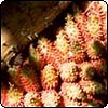  Gunnera 