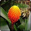Guzmania Conifera