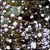 Gypsophila