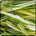 Hakonechloa - The Perfect Grass