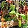 Hampshire Carnivourous Plants