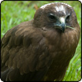 Harrier Hawk