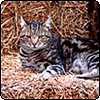 Hay Big Sifter