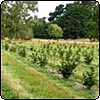 Hazelnut Trees Growing